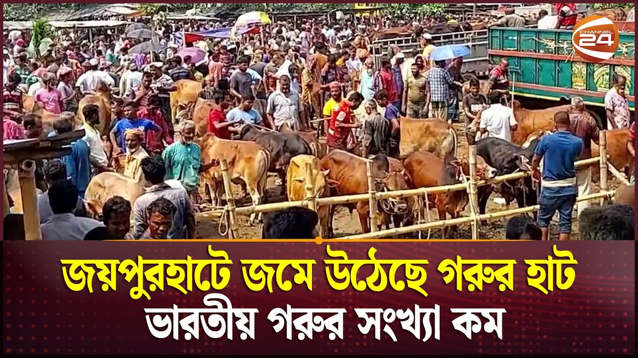 জয়পুরহাটে জমে উঠেছে গরুর হাট, ভারতীয় গরুর সংখ্যা কম | Qurbani Cattle Market |  | Channel 24