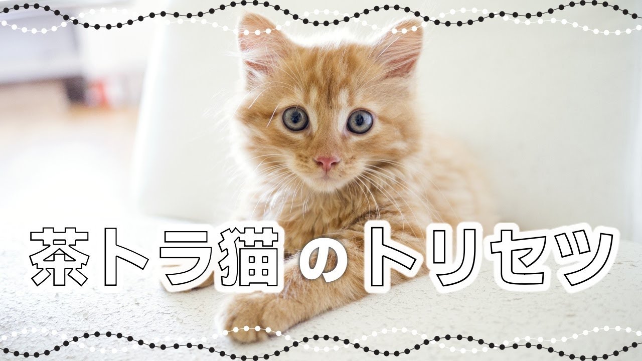 安定の人気猫！茶トラ猫・茶白猫の特徴｜毛色で分かる猫の性格