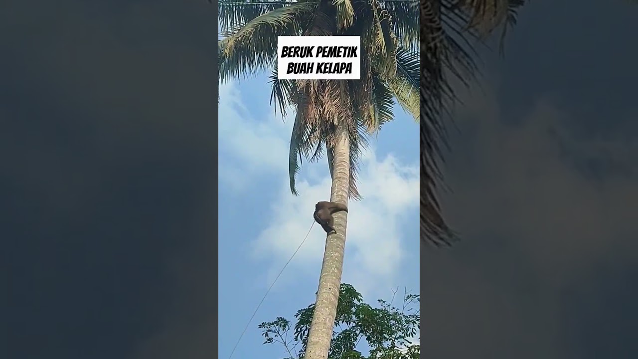 BERUK PEMANJAT DAN PEMETIK BUAH KELAPA