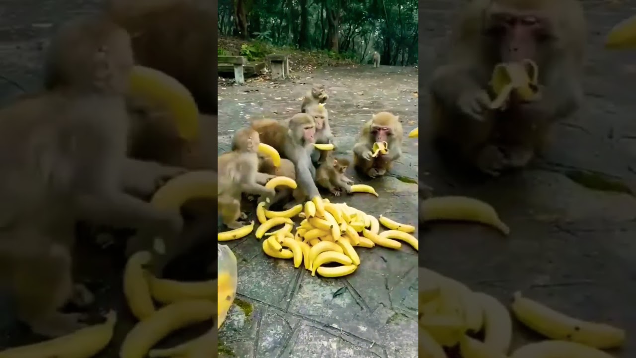 Cute monkey eating banana 🍌 