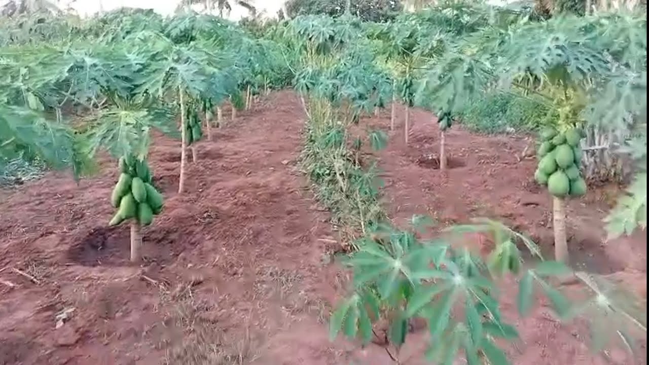 ORGANIC DWARF PAPAYA