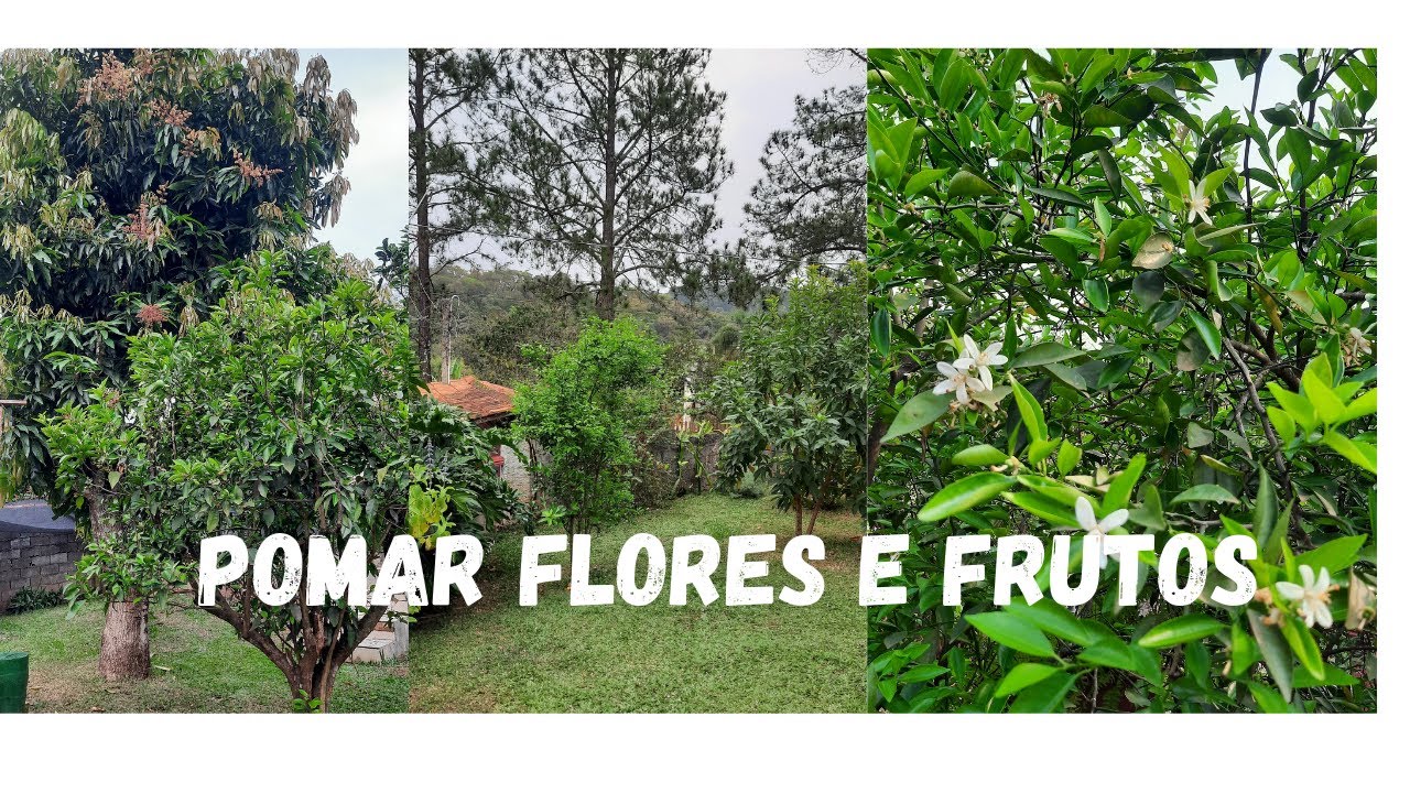 TOUR PELO POMAR FLORES E FRUTOS