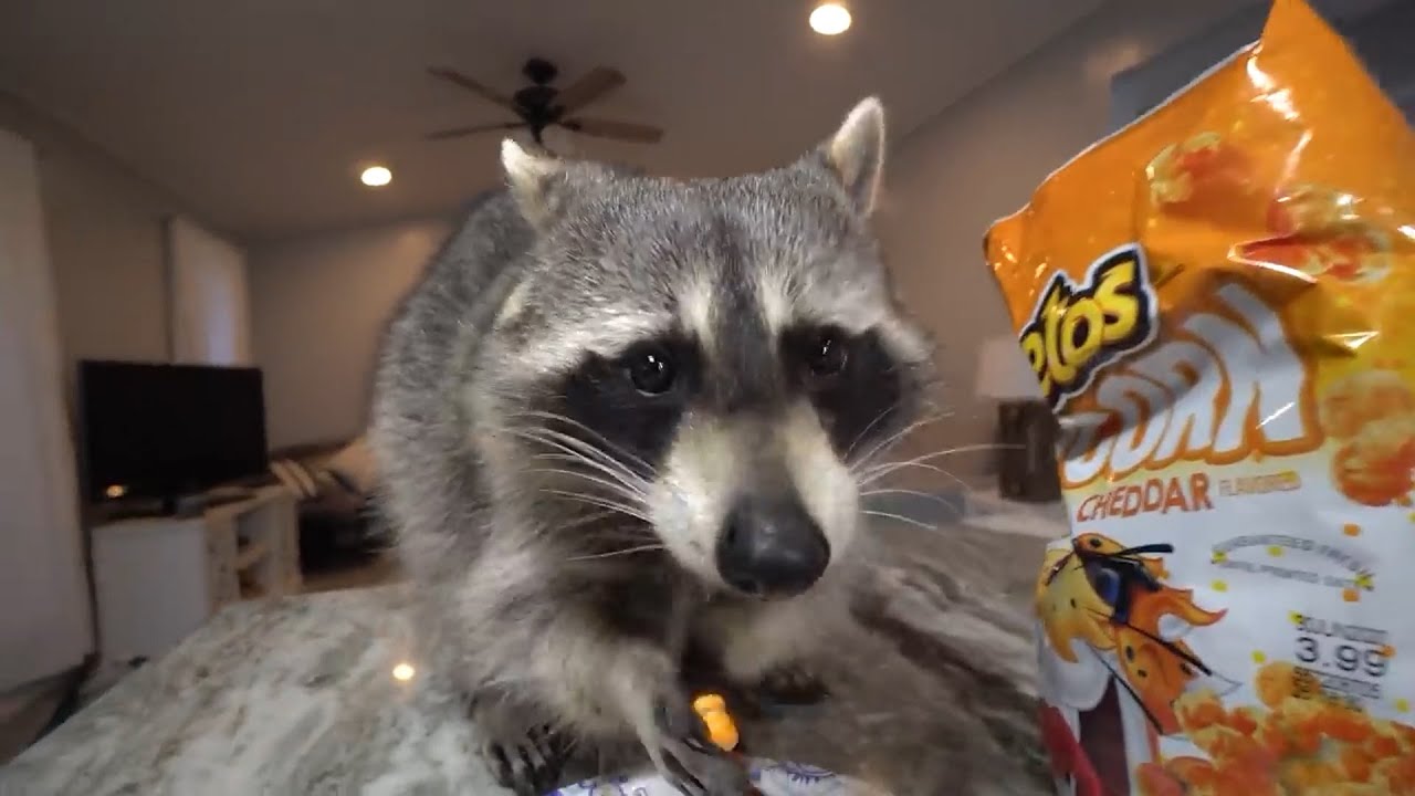 Mapache comiendo cheetos durante 10 horas