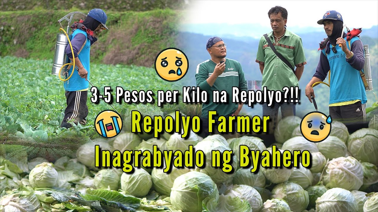 3-5 Pesos per Kilo na Repolyo?!! Repolyo Farmer na Inagrabaydo ng Byahero
