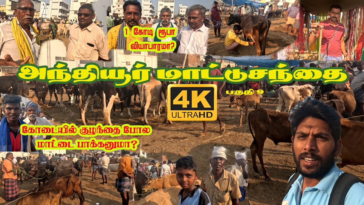 அந்தியூர் மாட்டு சந்தை பகுதி 9 || நிழலான இடத்தில் மட்டும் பசுவைக் கட்டுங்கள்