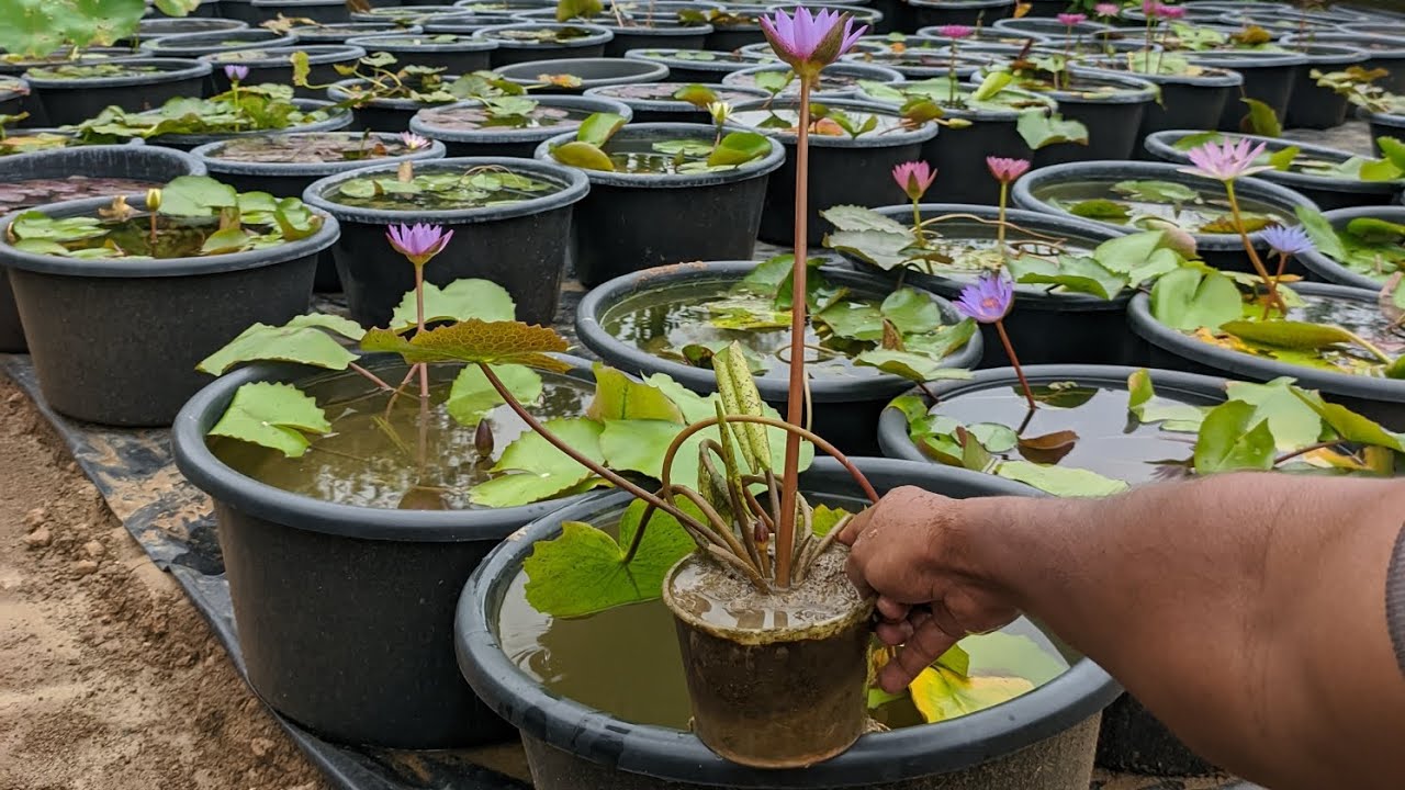 How to plant Waterlily in Small pots, छोटे गमलों में कमल के पौधे कैसे लगाएं