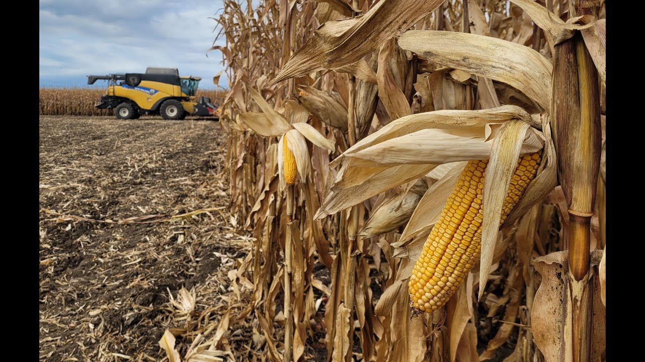 P0937, aproape 20 tone/ha in ferma Agro Hagiu din Braila