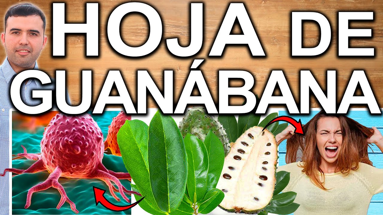 T&Eacute; DE HOJA DE GUAN&Aacute;BANA EN AYUNAS CURA TODO! - &iquest;Para Qu&eacute; Sirve La Graviola?