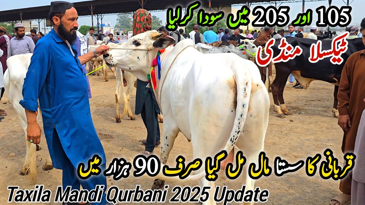 Low Price Qurbani K Janwar Taxila Mandi Latest Update 10 May 2025 | Qurbani Bakra Eid_Bhatta Chowk