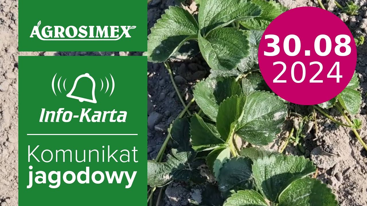 Zabiegi na plantacjach późnym latem -  komunikat jagodowy | Agrosimex