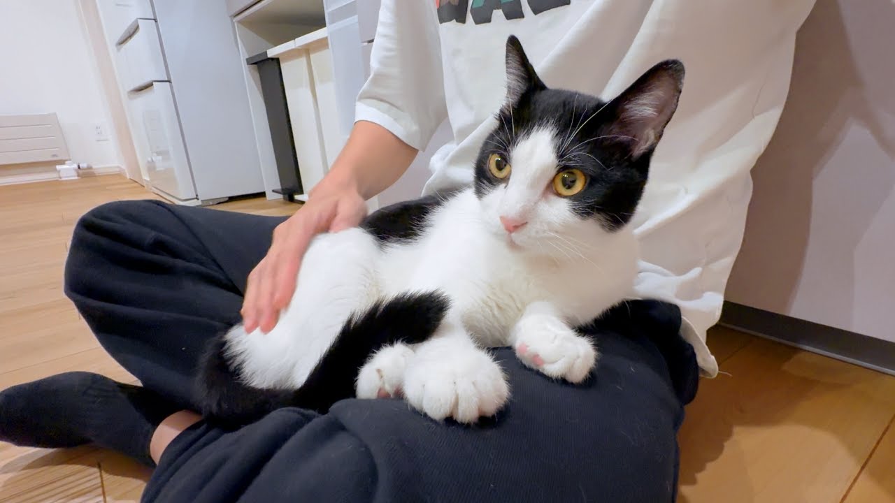 ひざの上が好きすぎる猫たちが次から次へと乗ってくる