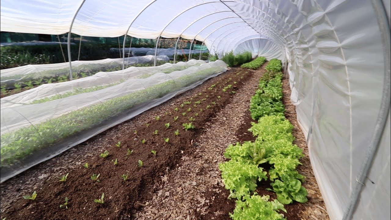 Next-Level Farming: The Enhanced Caterpillar Tunnel!