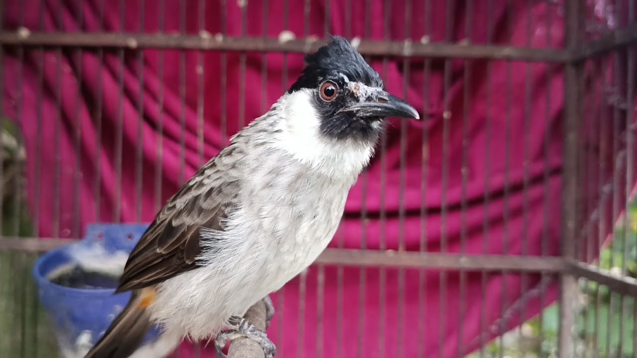 Pancingan KUTILANG||| AGAR GACORR