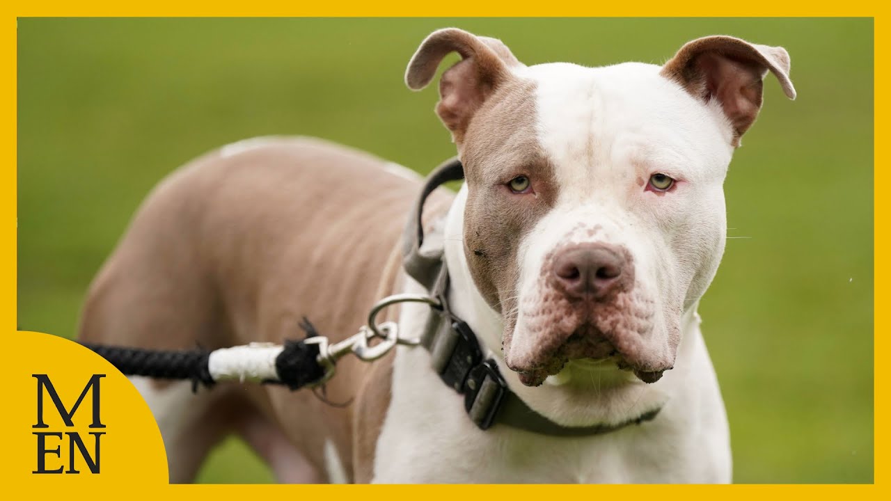 848 XL Bully dogs seized after ban came into force - police chief