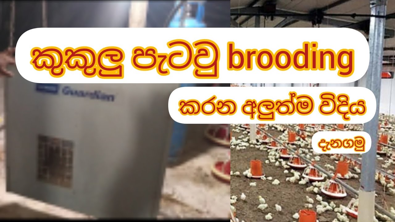 poultry Brooding System. Gus Brnners.