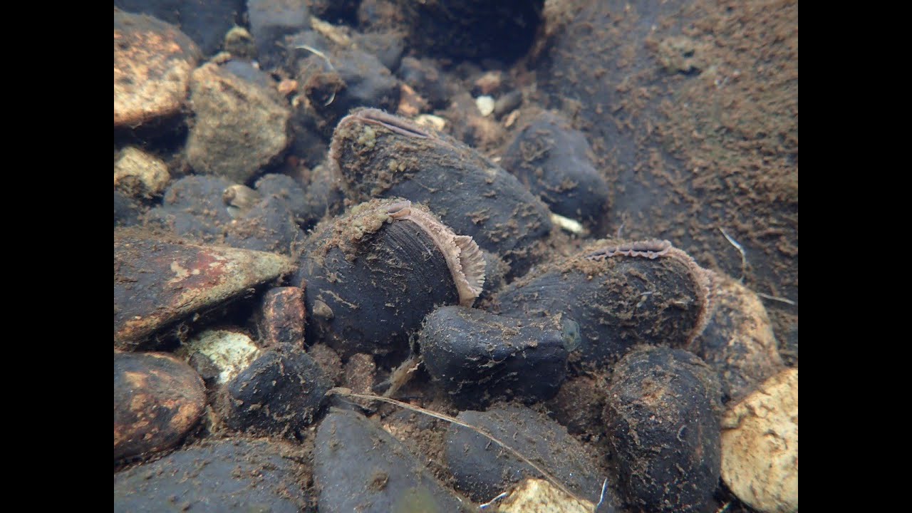 4RiversLIFE - Rearing & Restoration: protecting the Freshwater pearl mussel from extinction in Wales