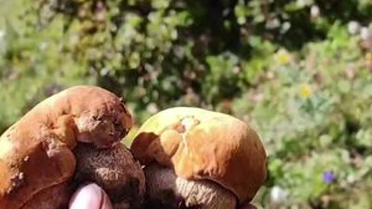 快来我们川西高原上捡野生菌吧 捡的是乐趣，碰的是运气，享受的是结果，还有一份久违的童真与快乐。#@山里人潘哥小号 #三农视频 #原创视频