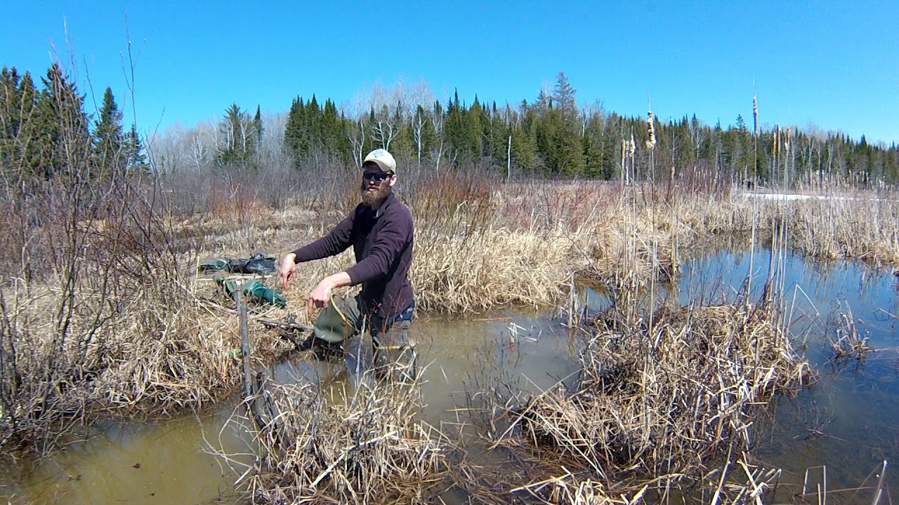 Beaver Trapping: Double 330 Castor Mound Set