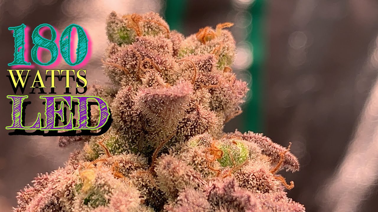 LOOKING AT TRICHOMES DAY67 OF FLOWER GROWING  WITH Electricsky es180v2