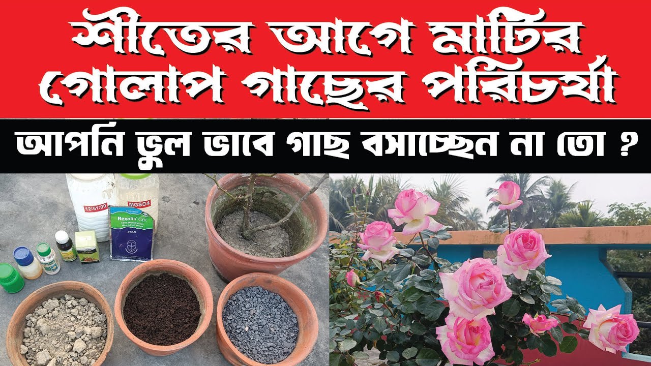 Best Soil peparetion for Rose | matir golap gacher porichorja | bagan bari