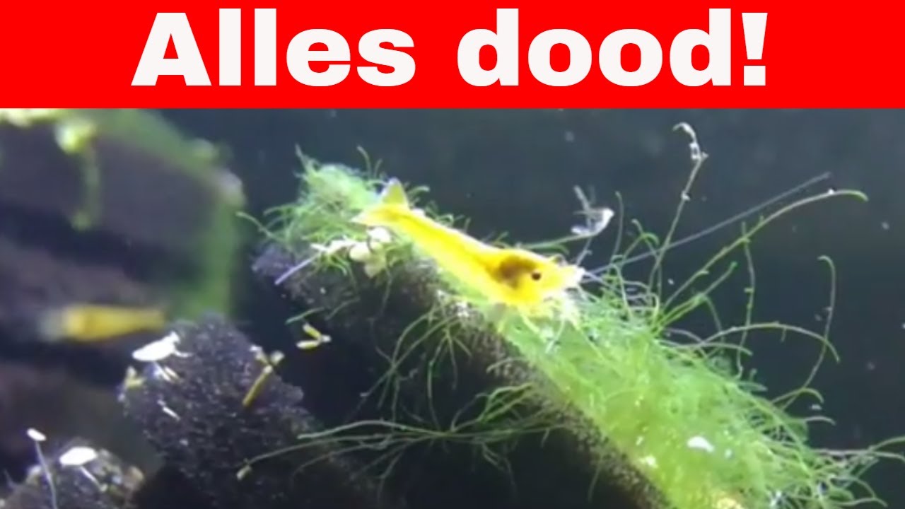 Citroengarnaaltjes dood! WAAROM!?!?! + nieuwe garnaaltjes gehaald!
