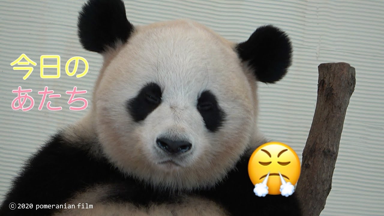 (Panda видео) [9/27 ✨ Ouhin 🌸 немного буйство 😤】 Puppy рот на сиденье председателя /