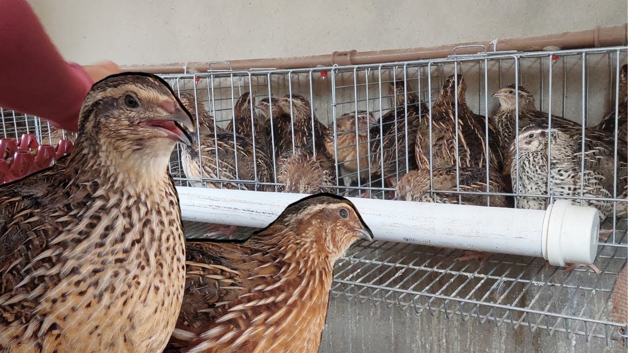 42 codornas qual lucro diário com elas
