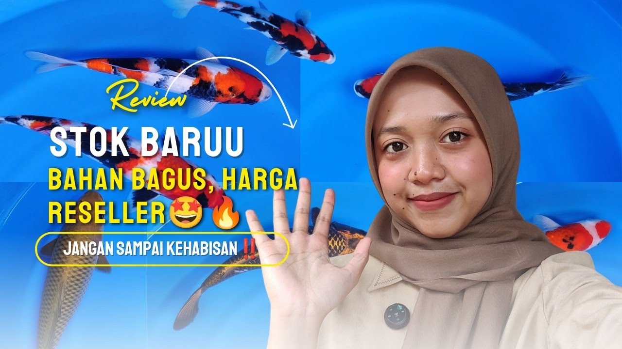 KOI MEWAH HARGA RESELLEER😱KAPAN LAGI🤩⁉️