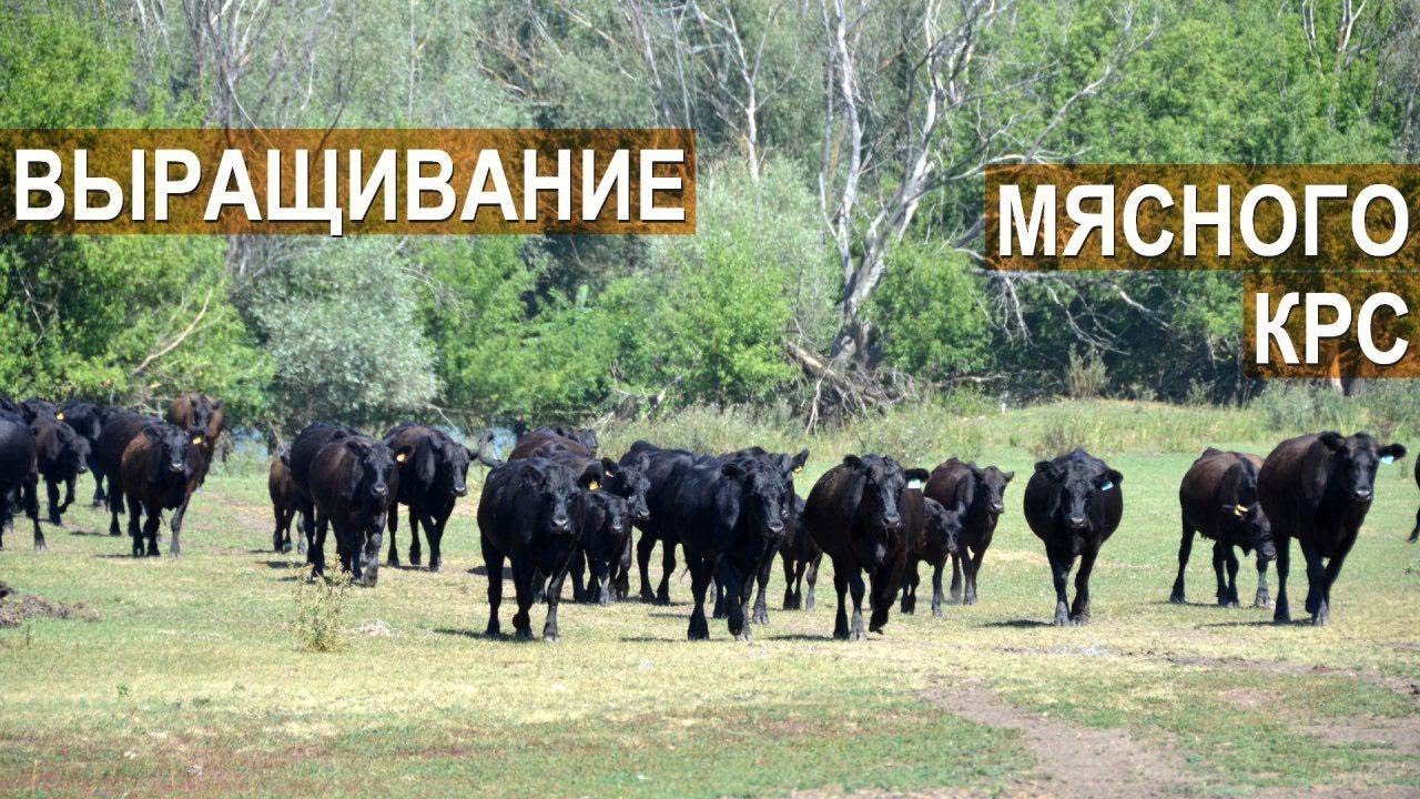 Группа компаний по выращиванию мясного КРС. Абердин-ангус и Симментальская породы