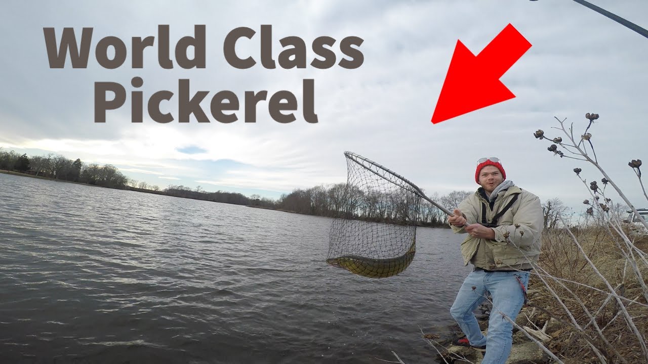 Multiple MONSTER Fish Caught in a Small Delaware Pond (Insanity)