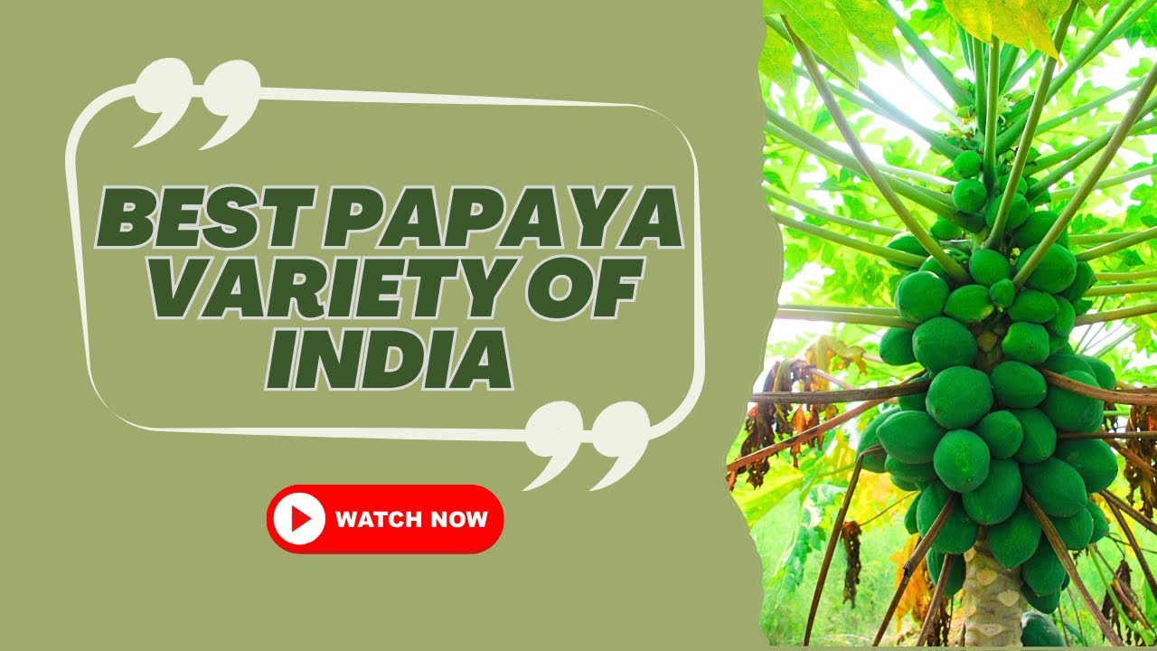Explore the Best Papaya Variety in India with 
