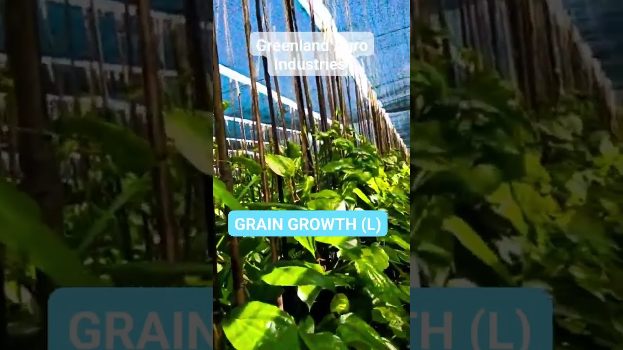 GRAIN GROWTH (L) HUMIC ACID