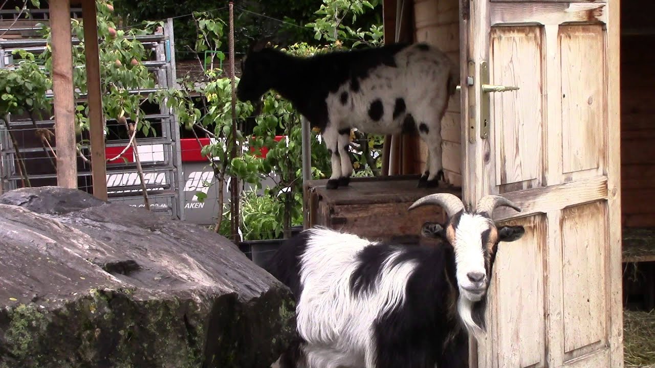 The Goats of Interlaken