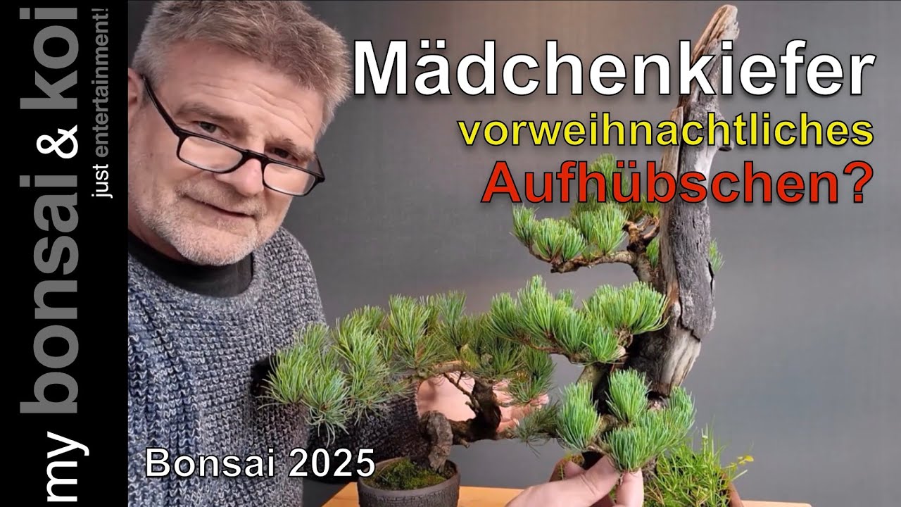 Bonsai 2025-49 - Mädchenkiefer - Pinus parviflora - vorweihnachtliches Aufhübschen - #bockaufbonsai