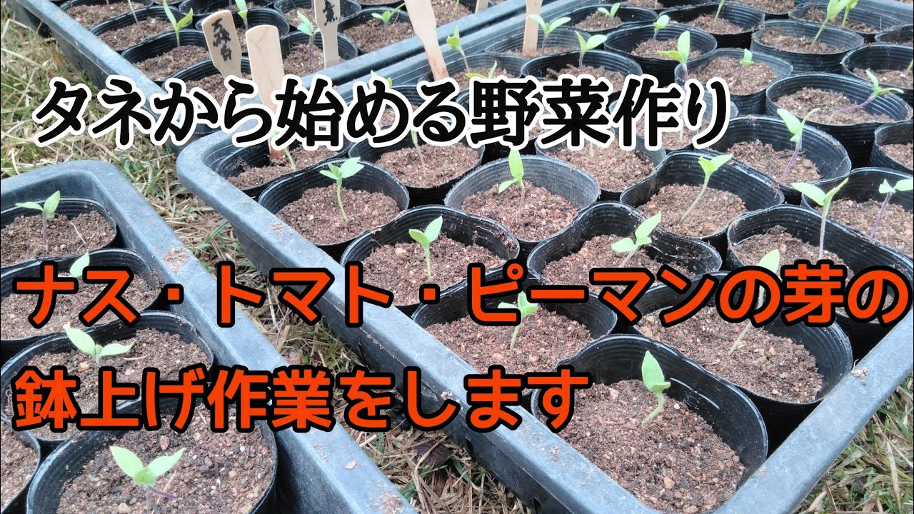 【夏野菜の苗作り】鉢上げ（植え替え）作業をする/タネから始める野菜づくり