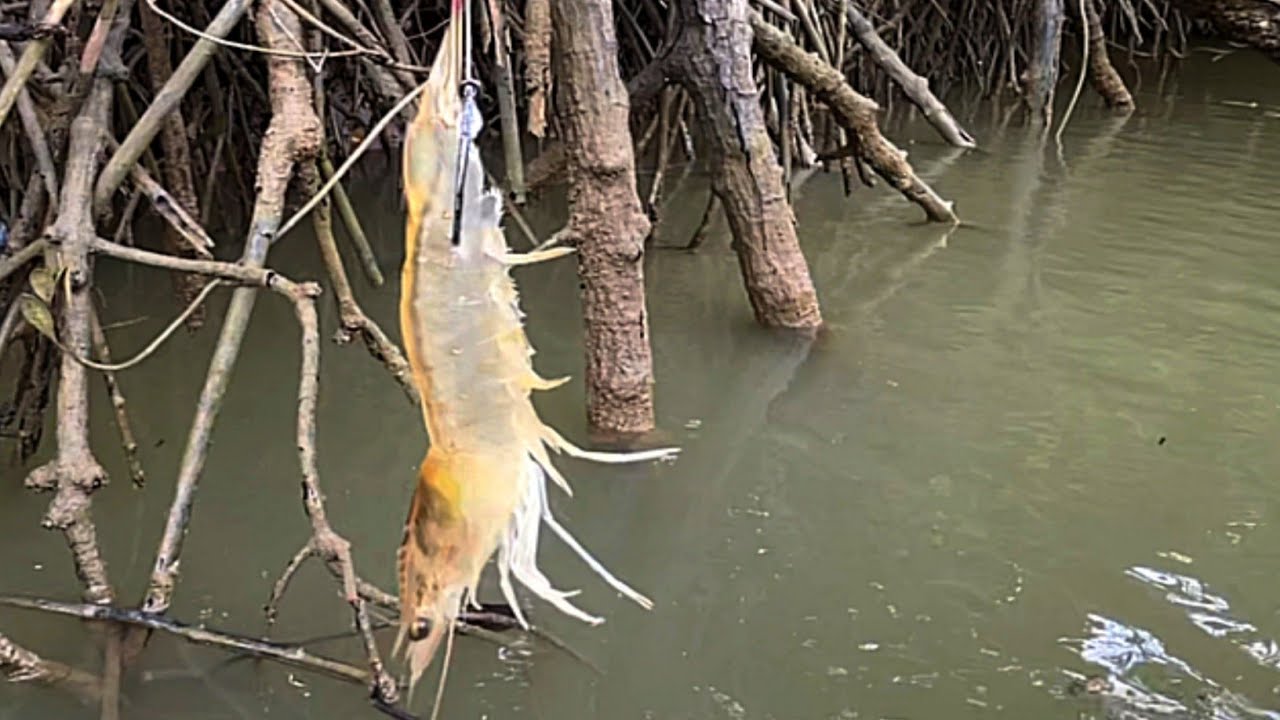 Saat mancing kakap putih malah di serang segerombolan ikan penunggu akar pohon bakau