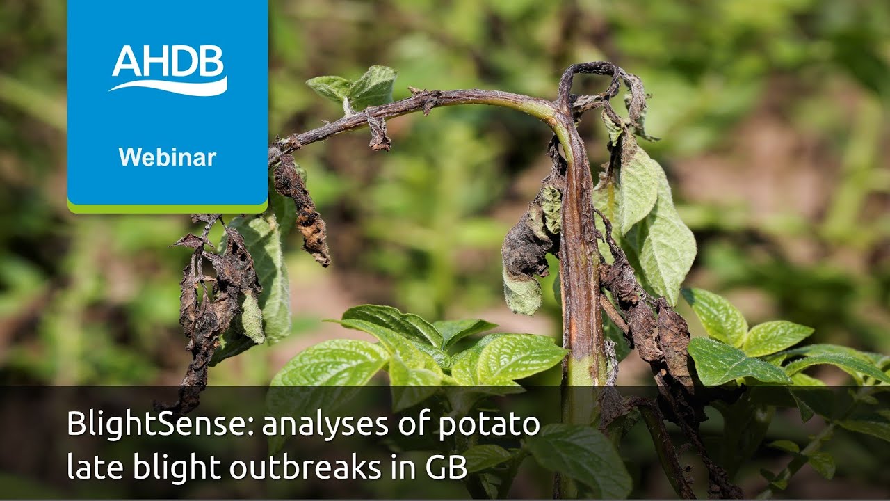 BlightSense: analyses of potato late blight outbreaks in Great Britain