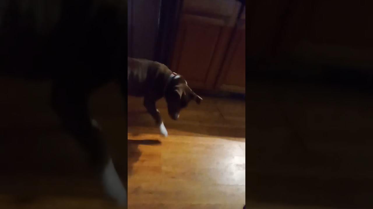 My dog being funny for 5 minutes and 40 seconds 
