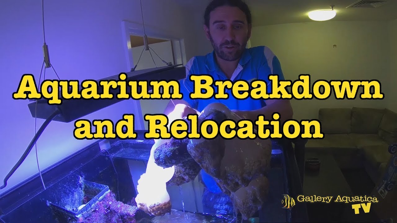 Aquarium Breakdown: The Soft Coral Cube --- Gallery Aquatica TV