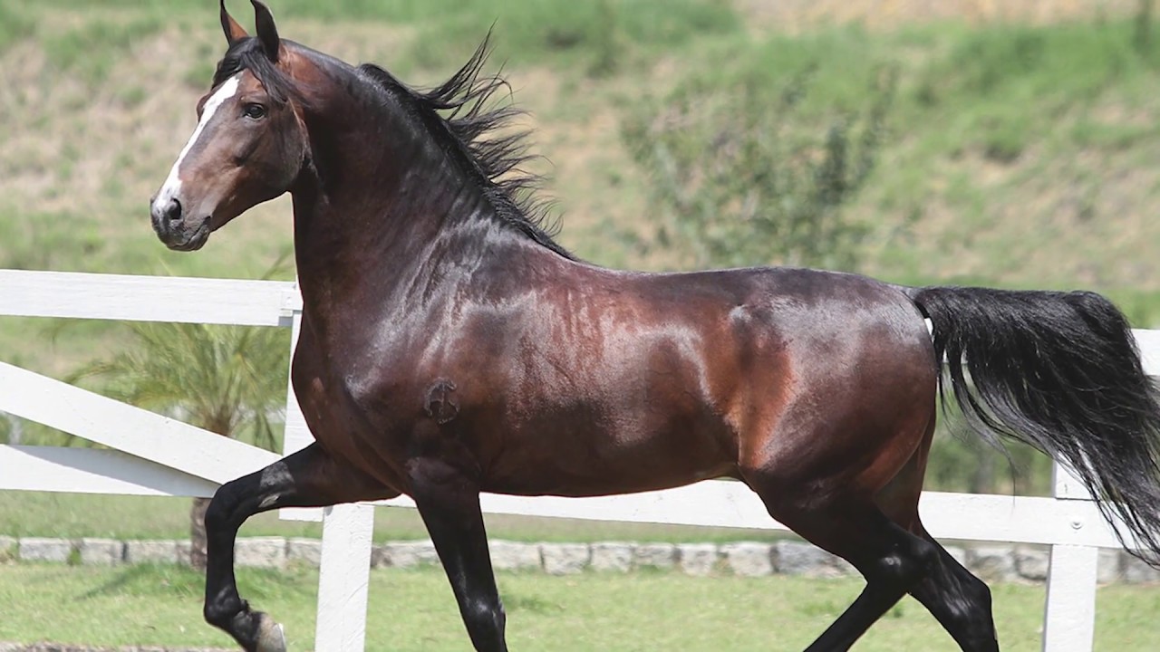 HARAS MORADA NOVA – INHAÚMA/MG - Mangalarga Marchador
