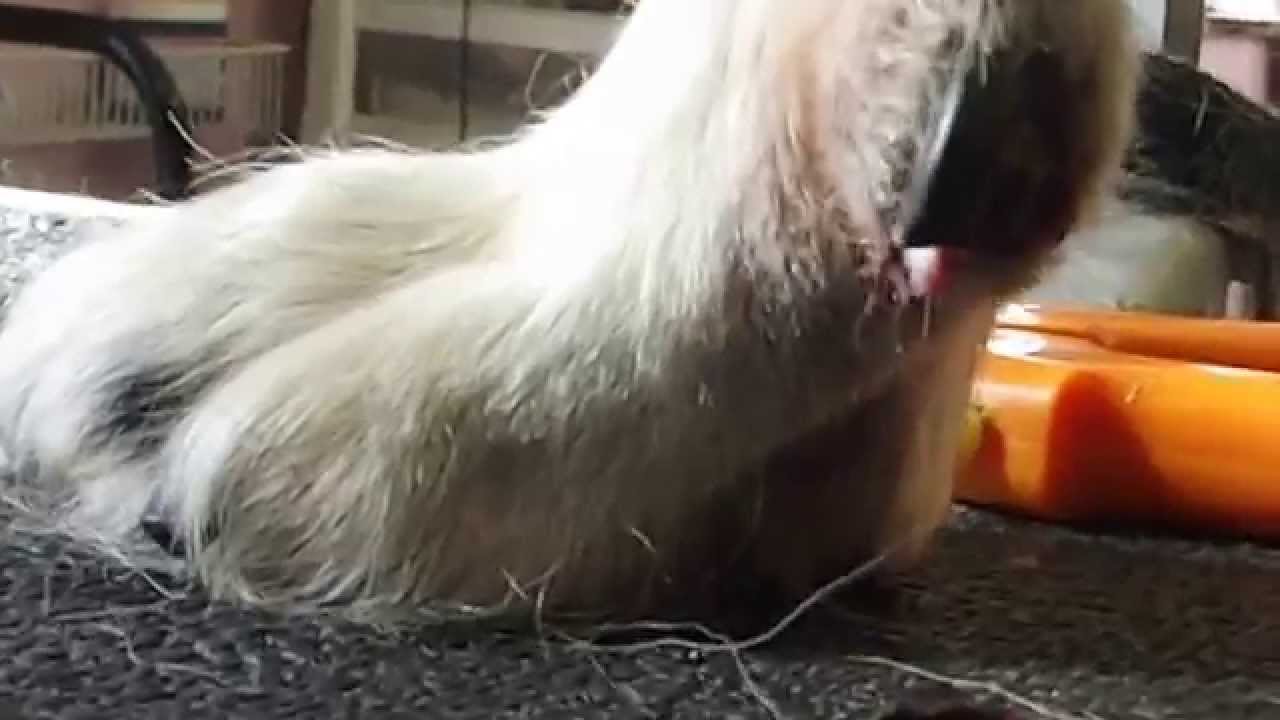 DSCF9392 Clipping ingrown dewclaws on a border collie