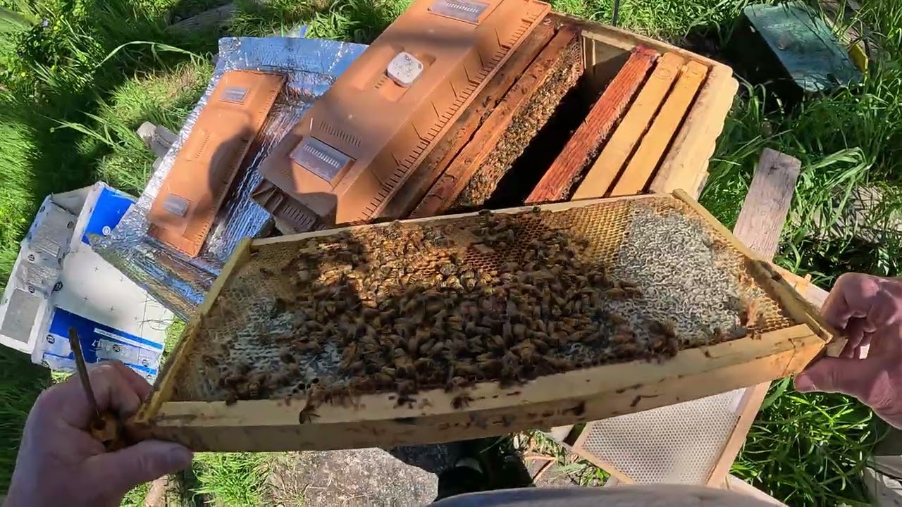 March 8 Lil'Hive Update - Hooray! #beehive #queenbees #honeybeesting #beekeeper #beehive #apimaye