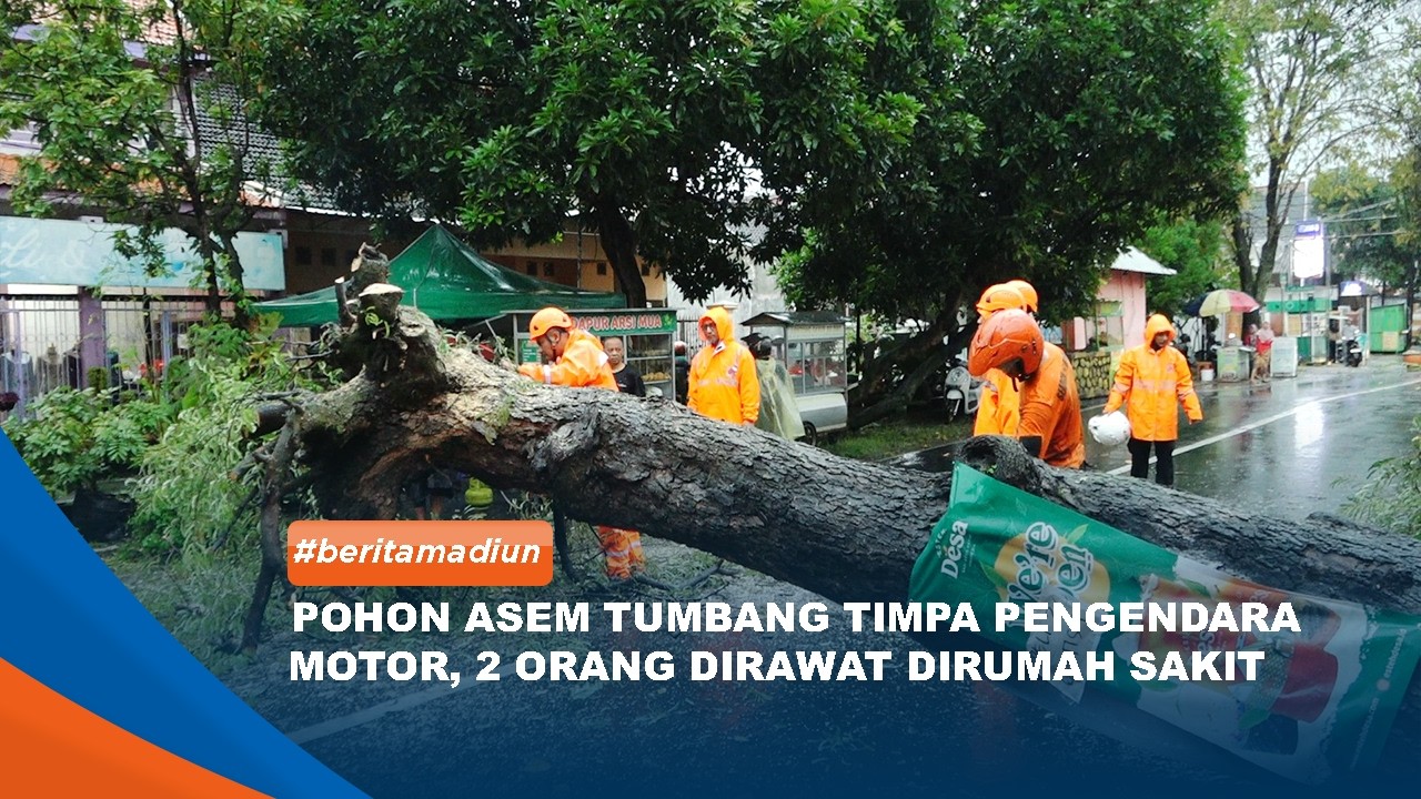 MADIUN - Pohon Asem Tumbang Timpa Pengendara Motor, 2 Orang Dirawat Dirumah Sakit