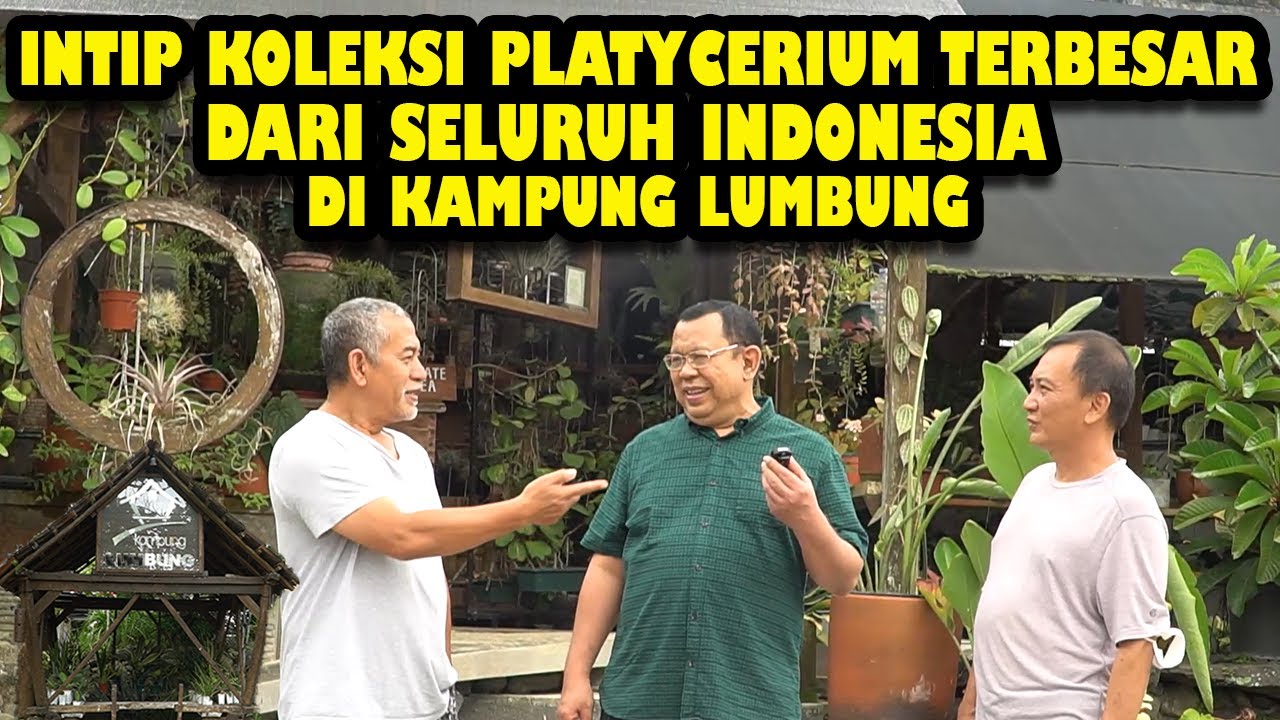 INTIP 200 VARIAN PLATYCERIUM DARI SELURUH INDONESIA DI KAMPUNG LUMBUNG