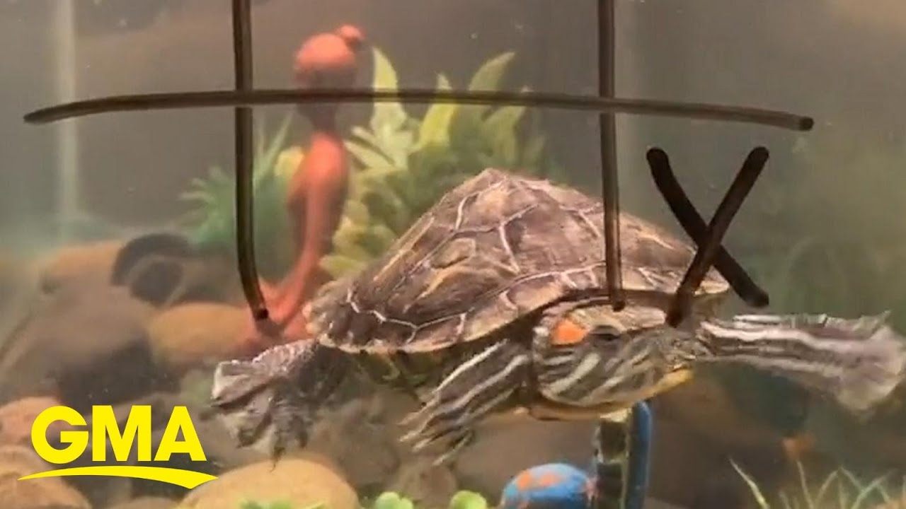 Pet vs. human tic-tac-toe passing the time in quarantine l GMA Digital