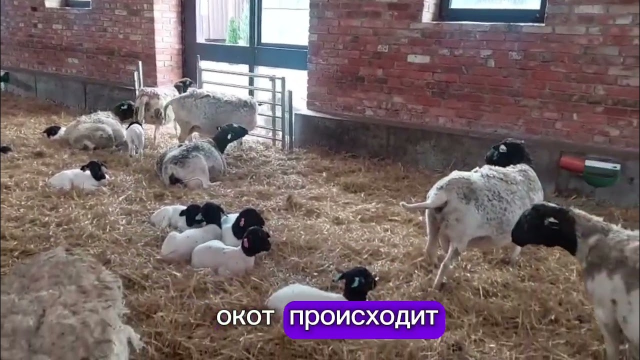 Ягнята дорпер - содержание от рождения #dorper #dorpersheep #дорпер