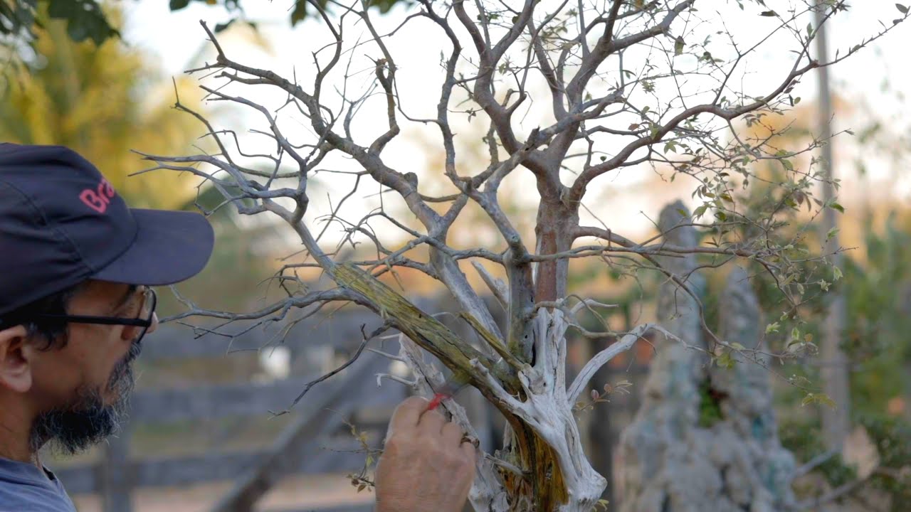 Samantha - Bonsai de Jabuticabeira (Plinia cauliflora) vídeo 12