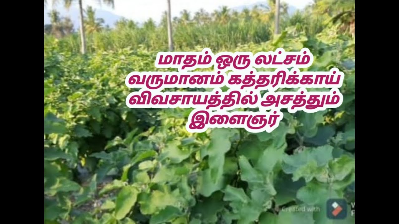 கத்தரிக்காய் விவசாயம் அதிக லாபம் எடுத்து இதில் நாம் ஜெயிக்க முடியும்