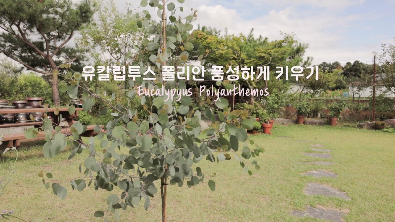 유칼립투스 폴리안 순따기 -eucalypyus polyanthemos