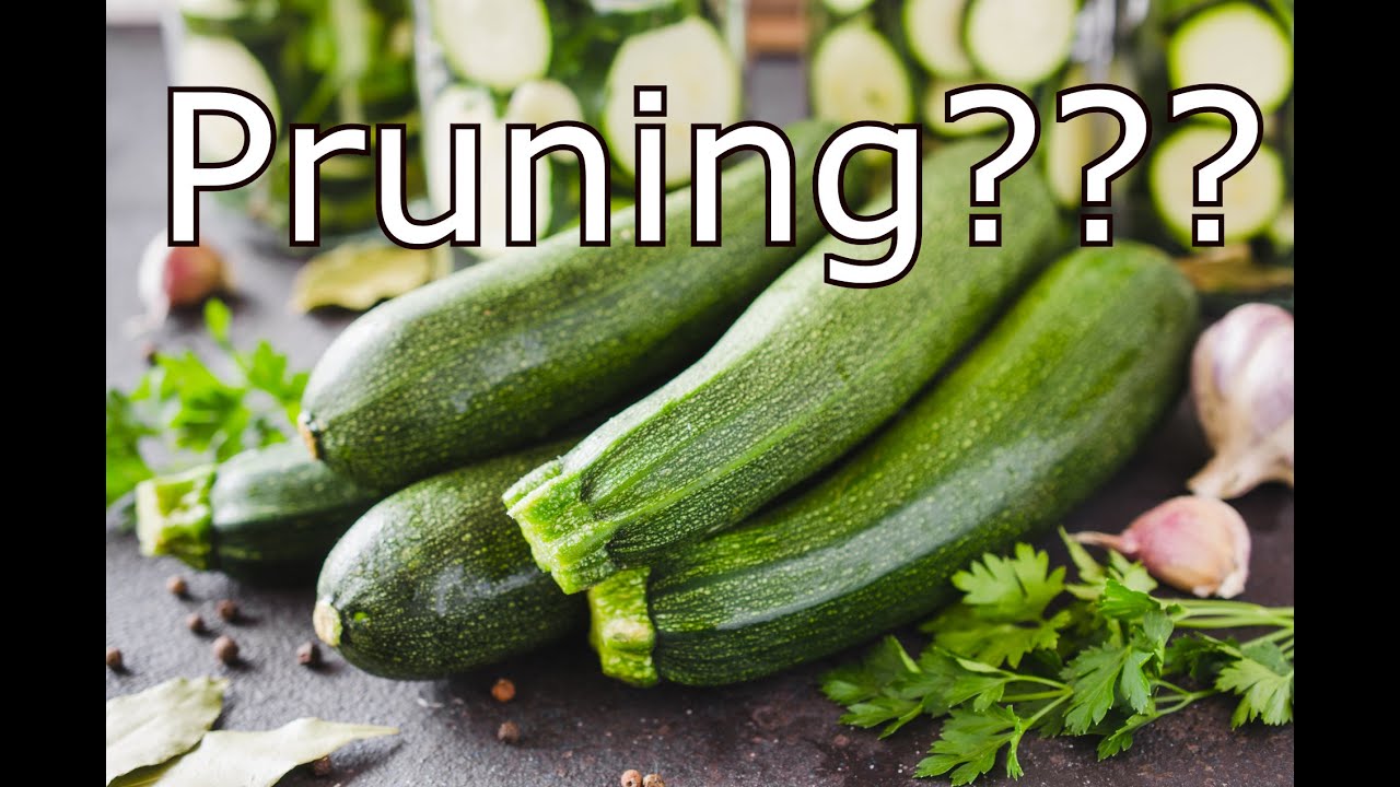 Should You Prune Zucchini Plants???